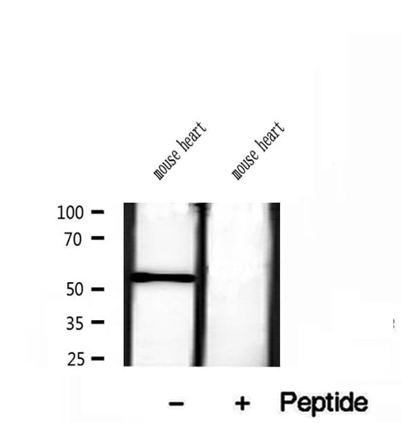 CRBN / Cereblon Antibody