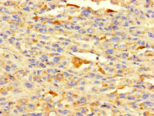 HDAC1 Antibody
