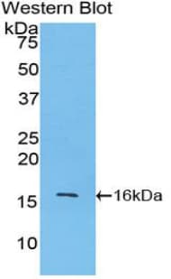 LYZ / Lysozyme Antibody (aa18-147)