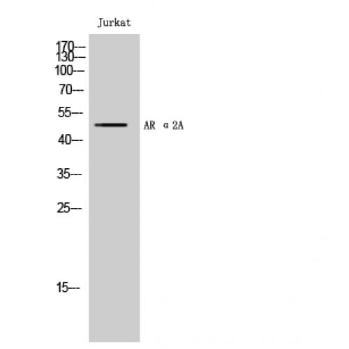 ADRA2A Antibody (300-380 aa, C-terminal)