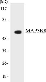 MAP3K8 / TPL2 Antibody (aa345-394)