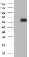 BTN1A1 Antibody (clone OTI7B5)