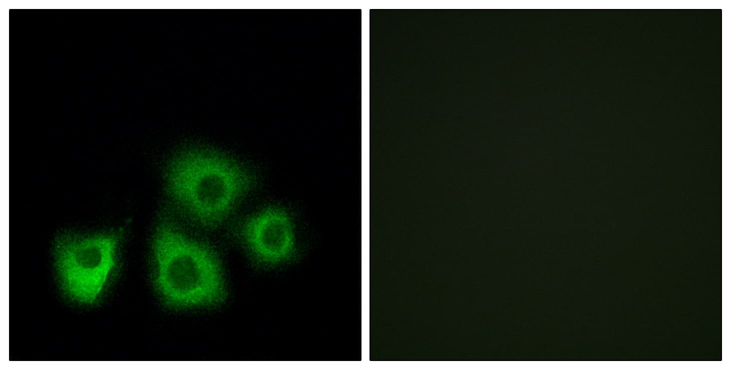 OR5M1+10 Antibody (C-Terminus)