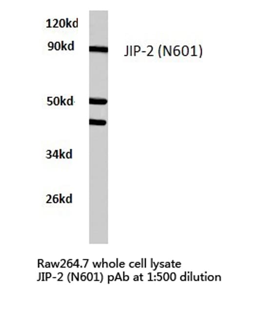 Polyclonal Rabbit anti-Human MAPK8IP2 / JIP2 Antibody (Asn601, IHC, IF, WB)