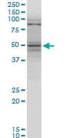 TNFRSF25 / DR3 Antibody (clone 1H2)