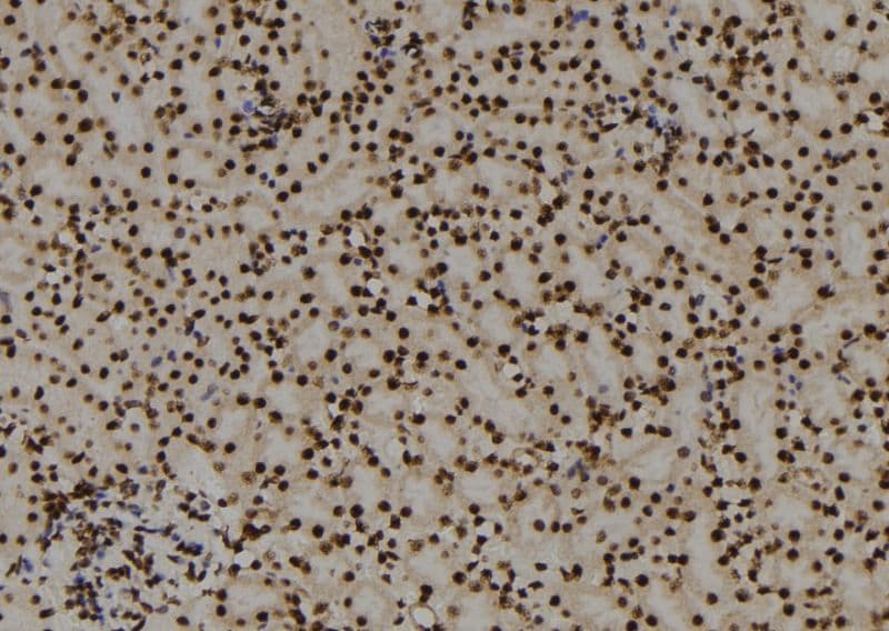 PITX3 Antibody