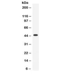 THPO / TPO / Thrombopoietin Antibody