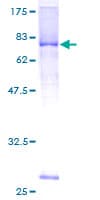 Human LRRC17 Protein (Recombinant GST)