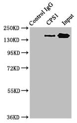 CPS1 Antibody