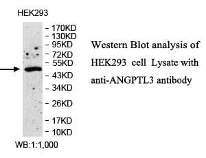 Polyclonal Rabbit anti-Human ANGPTL3 Antibody (aa220-460, WB)