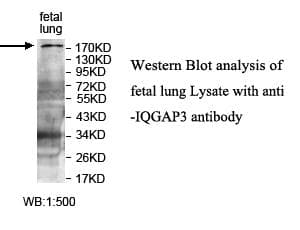 IHC-plus™ IQGAP3 Antibody (aa1165-1325)