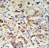 DCT / Dopachrome Tautomerase Antibody (aa62-89)