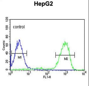 Polyclonal Rabbit anti-Human OPN1MW / GCP Antibody (aa21-50, WB)