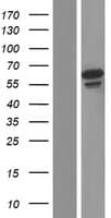 GFM2 Protein (Over-Expression Lysate Myc-DDK (Flag))