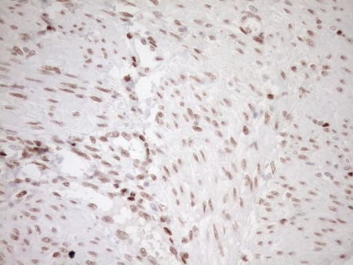 NR1H3 / LXR Alpha Antibody (aa69-329, clone OTI1A5)