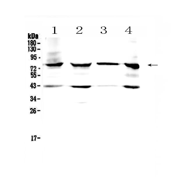 HSD17B4 Antibody (aa744-761)