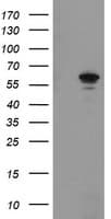 FTCD / 58K Golgi Protein Antibody (clone OTI4F5)