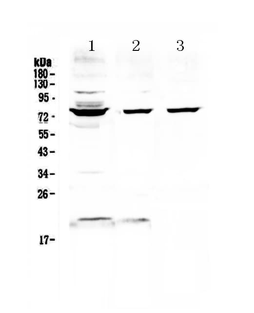 FUS / TLS Antibody