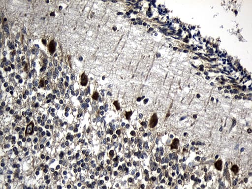 CCT4 / SRB Antibody (clone OTI4E6)