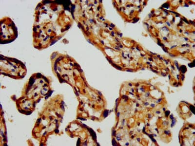 RBFOX2 / RBM9 Antibody