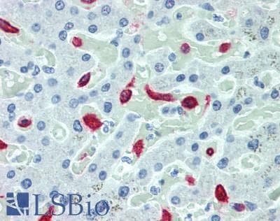 PathPlus™ CD163 Antibody (clone 4G8)