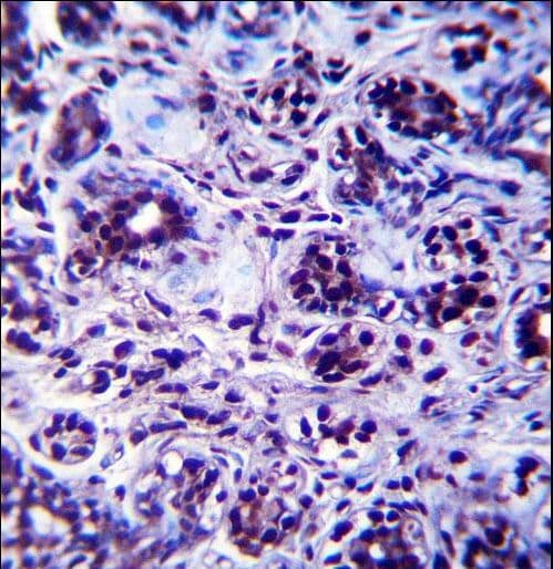 DHX32 Antibody (aa342-371)