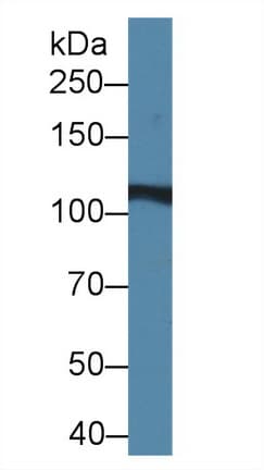 IREB2 / IRP2 Antibody (aa1-343, APC)