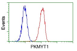 PKMYT1 Antibody (clone OTI2B4)