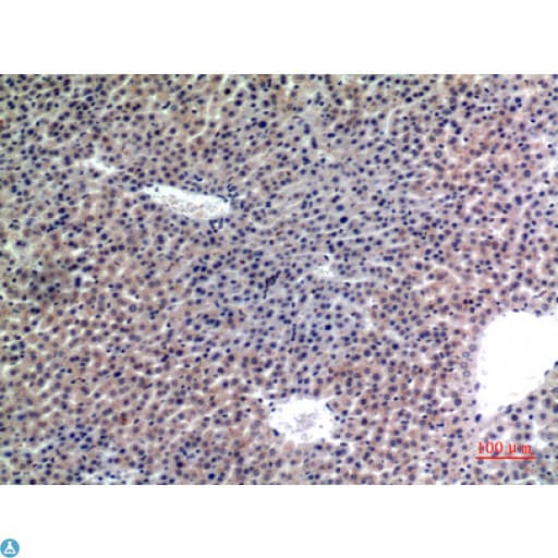 LAMP2 / CD107b Antibody