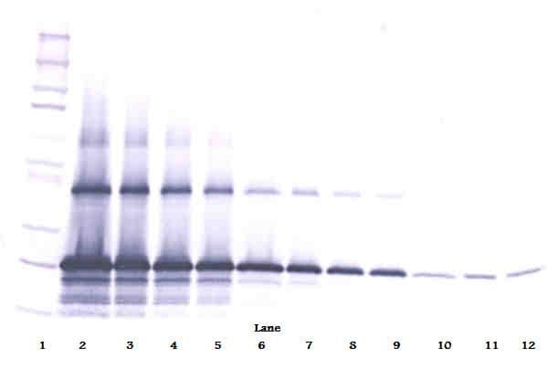 CCN5 Antibody (Biotin)