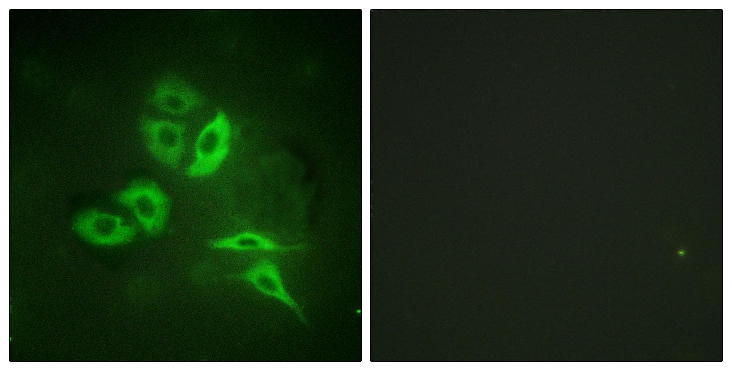 Polyclonal Rabbit anti-Human S1PR1 / EDG1 / S1P1 Antibody (p236, IF, WB)