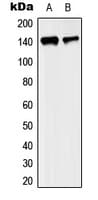 KIF4A Antibody (C-Terminus)