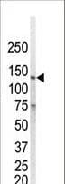 EGFR Antibody (aa27-57)