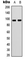 VAV3 Antibody (Internal)
