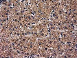 TBCEL / E-Like Antibody (clone OTI2A9)
