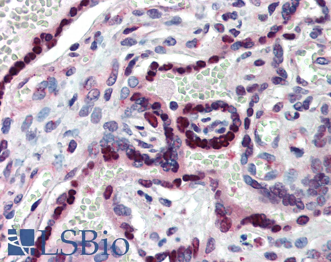 Polyclonal Rabbit anti-Human NR2E1 / TLX Antibody (aa95-144, IHC, WB)
