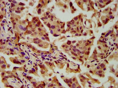 SLC2A4RG / GEF Antibody