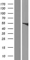 FMO5 Protein (Over-Expression Lysate Myc-DDK (Flag))