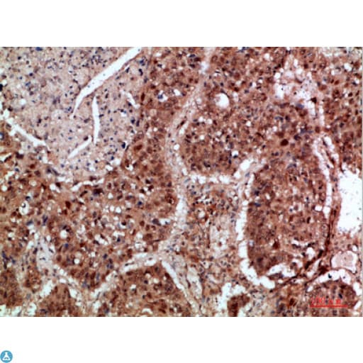 Polyclonal Rabbit anti-Human TRIM69 / Trif Antibody (WB)