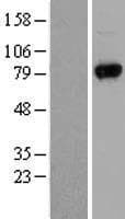 UVRAG Protein (Over-Expression Lysate Myc-DDK (Flag))