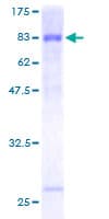 Human DIXDC1 Protein (Recombinant GST)
