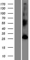Human FAM109B Protein (Over-Expression Lysate Myc-DDK (Flag))