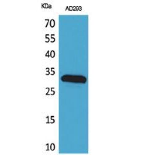 Polyclonal Rabbit anti-Human BAG1 / BAG-1 Antibody (Internal, WB)