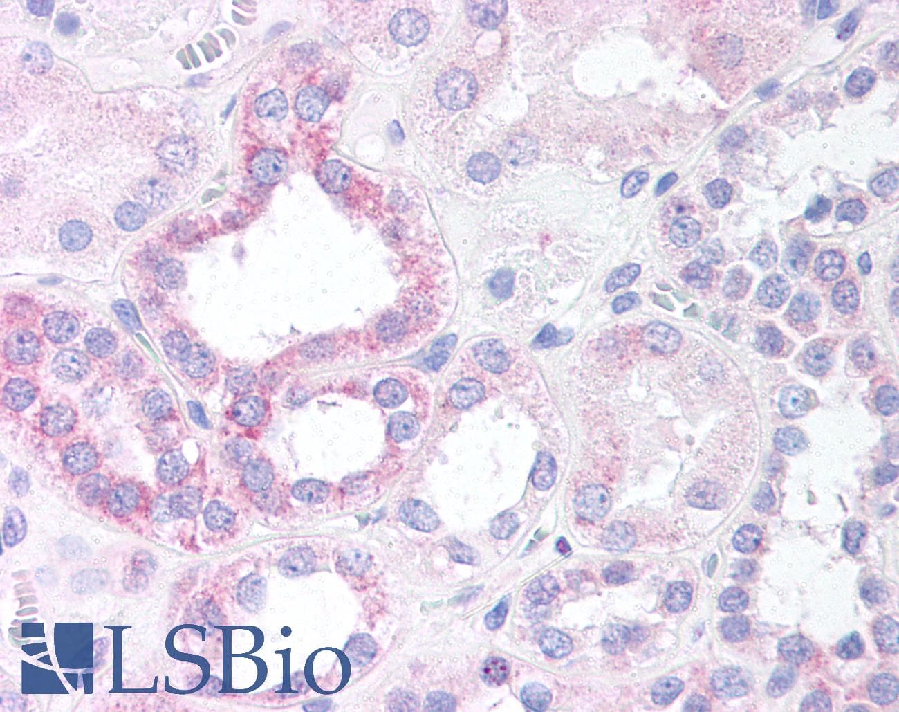 IHC-plus™ NOXO1 Antibody (aa363-376)