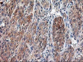CAPN9 / Calpain 9 Antibody (clone OTI3G10, Carrier-free)