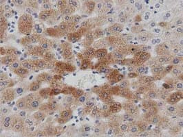 PTPRE / PTP Epsilon Antibody (clone OTI3E1)