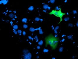 ITFG2 Antibody (clone OTI3A2, Carrier-free)