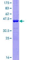Human LGALSL / Galectin 5 Protein (Recombinant GST)