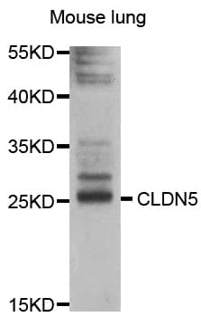 CLDN5 / Claudin 5 Antibody
