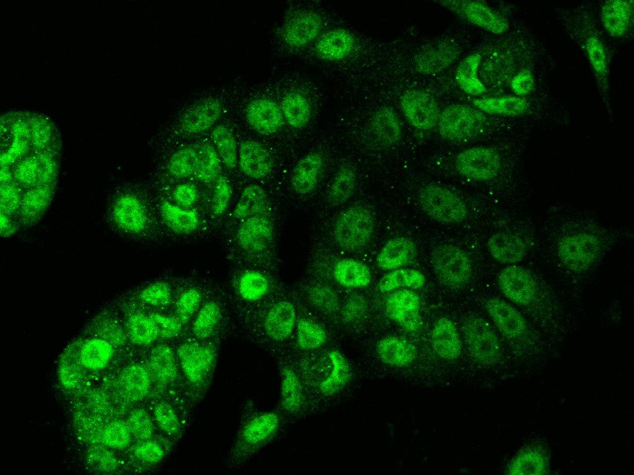 ESRRA / ERR Alpha Antibody